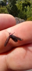 Pyractonema