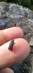 Pyractonema