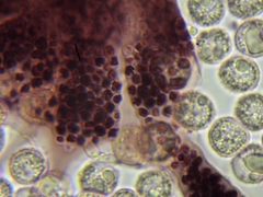 Cribraria microcarpa