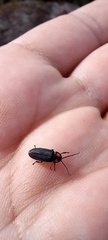 Pyractonema