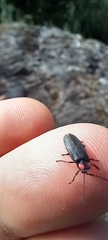 Pyractonema