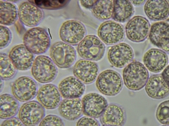 Cribraria microcarpa