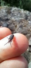 Pyractonema