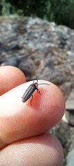 Pyractonema