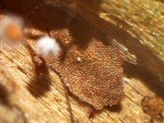 Cribraria microcarpa