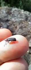 Pyractonema