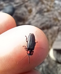 Pyractonema