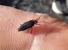 Pyractonema