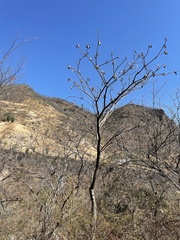 Amphipterygium molle