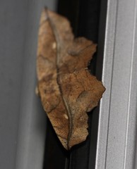 Polyacme dissimilis