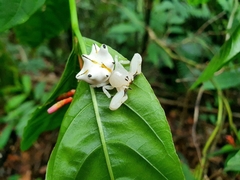 Epicadus heterogaster