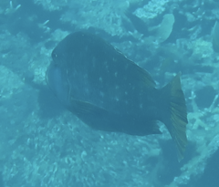 Lethrinus erythracanthus