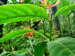 Epicadus heterogaster