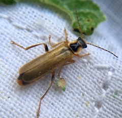 Cantharis decipiens