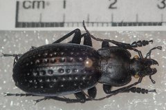 Carabus cribratus