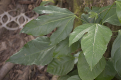 Dendropanax arboreus
