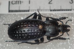 Carabus cribratus
