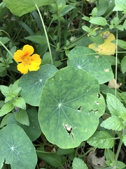Tropaeolum majus