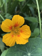 Tropaeolum majus
