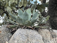Agave guadalajarana