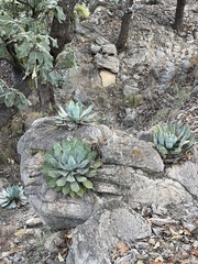 Agave guadalajarana