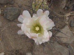 Tephrocactus aoracanthus