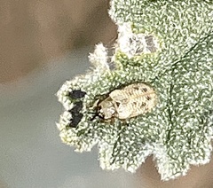 Stenopodius flavidus