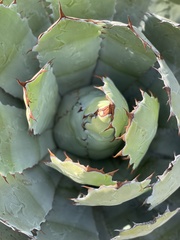 Agave guadalajarana