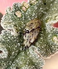 Stenopodius flavidus