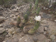 Tephrocactus aoracanthus