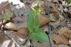 Malaxis brachyrrhynchos