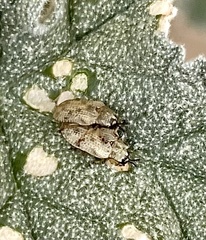 Stenopodius flavidus