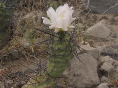 Tephrocactus aoracanthus