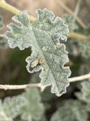 Stenopodius flavidus