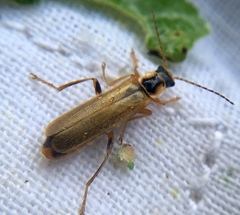 Cantharis decipiens