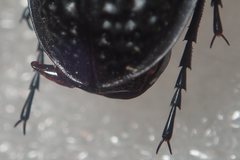 Carabus cribratus