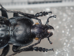 Carabus cribratus