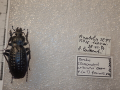 Carabus cribratus