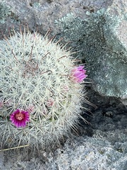 Mammillaria jaliscana jaliscana