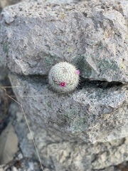Mammillaria jaliscana jaliscana