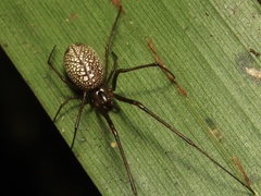 Cyrtobill