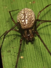 Cyrtobill