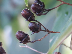Lagerstroemia engleriana