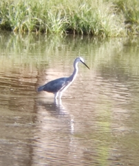 Egretta garzetta × gularis