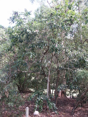 Lagerstroemia engleriana