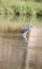Egretta garzetta × gularis