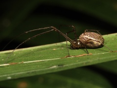 Cyrtobill