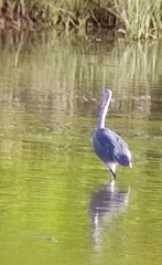 Egretta garzetta × gularis
