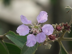 Lagerstroemia engleriana