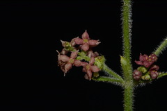 Galium wrightii
